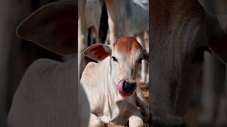 cow। গরু। cow video।bigcow।গরু goru shorts animals [upl. by Jo-Anne525]