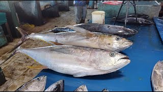 Live Second 06 Okt 24 ‼️🔥🔥 Fresh Yellowfin Tuna Cutting at the fish market Sorong Southwest Papua [upl. by Beilul192]