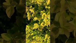 Euonymus Fortunei Emerald Gold plants [upl. by Bilicki]