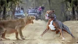 100 Craziest Animal Fights of All Time 2023 [upl. by Yatnuahs]