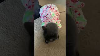 cat in dress  funny cute funnyanimals catlover shorts trending [upl. by Atla700]