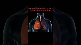 breath soundsHow to listen normal breathing soundseasy differentiation from abnormal breath sounds [upl. by Durwyn]