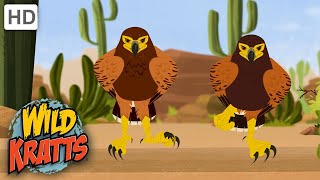 Wild Kratts  Hawk VS Jack Rabbit  Animals [upl. by Tracee]