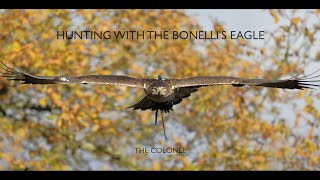 Hunting With The Bonellis Eagle  The Colonel [upl. by Saerdna]