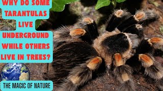 Why Do Some Tarantulas Live Underground While Others Live in Trees [upl. by Aikrahs]