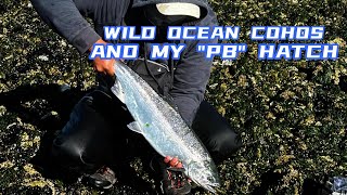 WILD OCEAN COHOS AND MY PERSONAL BEST HATCH  AMBLESIDE BEACH salmonfishing wildsalmoncohosalmon [upl. by Ketti]