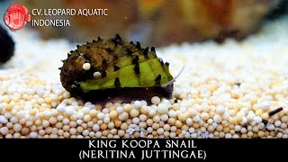 Neritina Juttingae The MAGNIFICENT King Koopa Snail Leopard Aquatic W034A [upl. by Utica309]