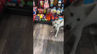 Nova checking out toys at the Pet Valu store [upl. by Zenda]