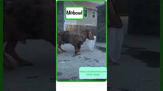 MoBowl a portable dog bowl Video by Watermelon Sunshine [upl. by Ramedlav]