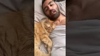 Kermit passed on breakfast 🙀😹 catshorts catdad catlover cat cutecat catvideos [upl. by Krucik]