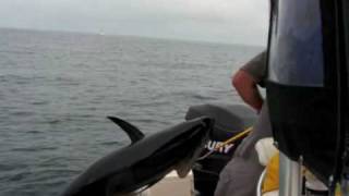 Reel Deal Tuna Fishing and RonZ Baits Cape Cod [upl. by Ursala]