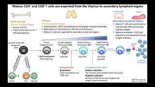 T Cell Activation  Mechanism [upl. by Iden714]