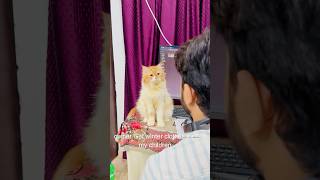 Billu ki acting😳catcomedy viralcat catvideo sajidcat catlover cat billucat funny [upl. by Shellie]