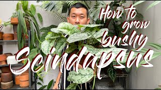 How to Grow BUSHYFULL Pot Of Scindapsus OR Pothos Epipremnum And Trailing Philodendrons [upl. by Maice215]