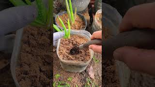 The secret to successfully growing aloe vera plants shorts aloevera [upl. by Missy]