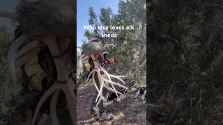 shedhunting elkcountry elk shed sheds shedseason [upl. by Harras]