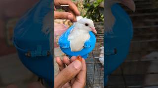 pigeon treatment pigeon kabutar pets birds youtubeshorts [upl. by Gaskill]