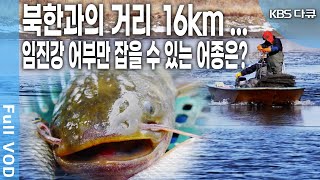 북한과의 거리 16km 임진강에서만 잡히는 물고기가 있다  KBS 20180407 방송 [upl. by Ennaid]