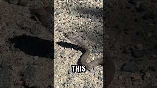 Hognose Snake on My Run [upl. by Lole114]