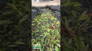 ANUBIAS LANCEOLATA MEGA HARDY BACKGROUND PLANT 5 HUGE LEAVES [upl. by Tessler]