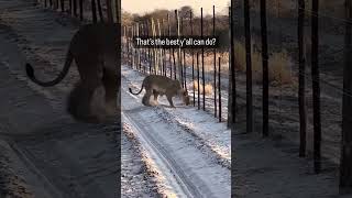 Whoever Put That Wired Fence Up Was Drinking A Steel Reserve shorts animals [upl. by Daphne]