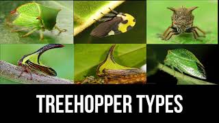 Treehoppers types  treehopper [upl. by Aisel]