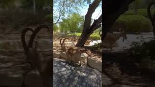 Ibex in Israel [upl. by Takeo]