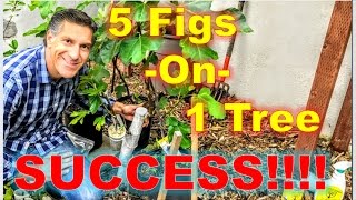 5IN1 FIG TREE  SPRING UPDATE  APPROACH GRAFTING TECHNIQUE [upl. by Eliam]