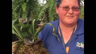 Staghorn Fern Watering Tips [upl. by Anelagna719]