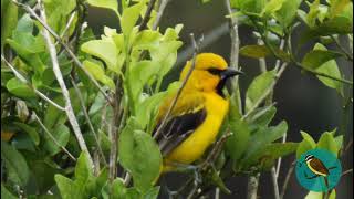 🐦 Canto del Turpial AmarilloYellow Oriole  Icterus nigrogularis [upl. by Carolynne]