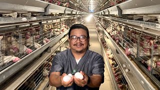 First Time Makakakita ng Super Modern Tunnel Vent Revolutionary Egg Layer Production sa Pinas [upl. by Eardnaed841]