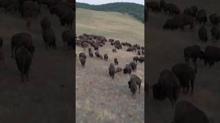 Hanging out with an American buffalo herd animals [upl. by Anitnatsnoc]