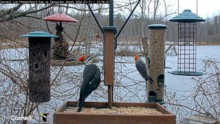 Pileated Woodpecker Highlights Several Woodpecker Species At Cornell Feeders – Jan 11 2024 [upl. by Lhadnek]