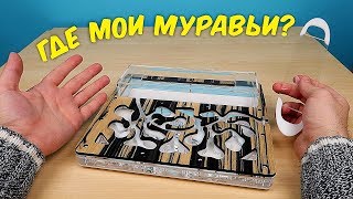 Что с моими Муравьями Почему я их долго не снимал alex boyko [upl. by Anipsed]