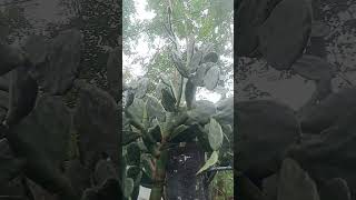 Full grown cactus shortvideo [upl. by Tabatha]