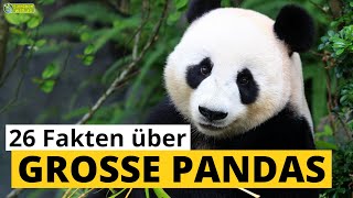 26 SteckbriefFakten über Große Pandas  DokuWissen über Tiere  für Kinder [upl. by Wiseman738]