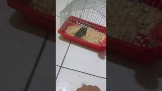 Como trocar a serragem com filhotinho de hamster bebê [upl. by Ardnuhsed15]