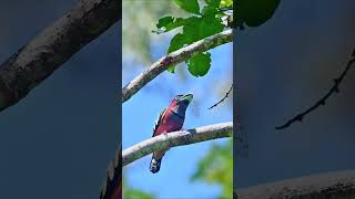 Scarlet Broadbill with Black Necklace A Vibrant Jewel of Southeast Asia birds [upl. by Ahsienod]