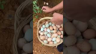 Harvest Chicken Eggs chickeneggs chicken poultryfarm chickenfarm viral wildlife [upl. by Delfine793]