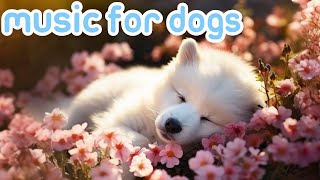 Dog Music Soothe Your Dogs Anxiety  Videos with Music to Help Dogs Relax and Sleep [upl. by Attekahs]