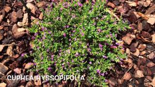 Cuphea hyssopifolia Garden Center online Costa Brava  Girona [upl. by Diana]