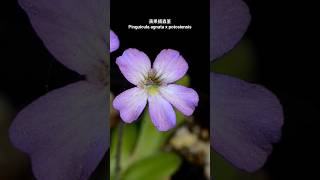 蘋果捕蟲堇 Pinguicula agnata x potosiensis [upl. by Chemesh]