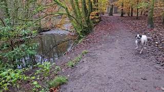 Duxbury Ancient Woodland walk through [upl. by Richter]