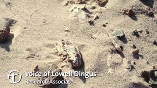 How Are Dinosaur Fossils Discovered and Collected [upl. by Anade]