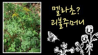 멜라초 괴불주머니 코리달리스 Corydalis 종류  산괴불주머니 자주괴불주머니 등의 독성에 대하여 [upl. by Burton]