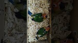 S137Sun conure hand feeding chicks050924viralshort birds birdsofkerala viralvideo birds [upl. by Batory]