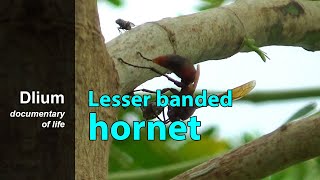 Lesser banded hornet Vespa affinis [upl. by Atidnan]