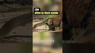 What happens when a lion is bitten by a black mamba shots animals [upl. by Ahsiekrats]