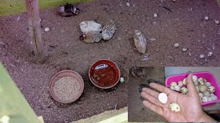 Update 140 quail birds k eggs jama ho gyewaqarbirds quail [upl. by Tullus483]