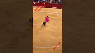 Bullfighting Spain bullfightathometown travel seetheworld travelvlog vlog valencia animals [upl. by Amlez]